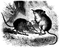 mice_11149_lg.gif