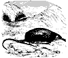 desman_11153_th.gif