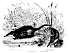 desman_11154_th.gif