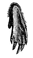 mole_foot_11157_sm.gif