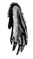 mole_foot_11157_lg.gif