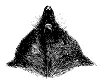 mole_head_11158_sm.gif