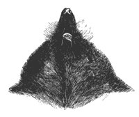 mole_head_11158_md.gif