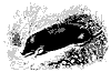 common_mole_11159_th.gif