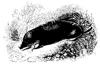 common_mole_11159_sm.gif