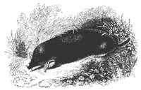 common_mole_11159_md.gif