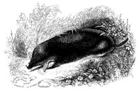 common_mole_11159_lg.gif