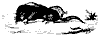 star_mole_11161_th.gif