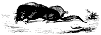 star_mole_11161_sm.gif