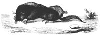 star_mole_11161_lg.gif
