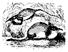 mole_11162_th.gif