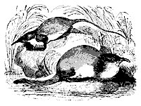 mole_11162_sm.gif