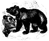 euro_bear_11167_sm.gif