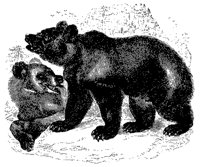 euro_bear_11167_md.gif