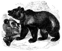 euro_bear_11167_lg.gif