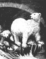 jungle_bear_11170_md.gif
