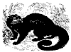 binturong_11174_th.gif