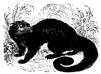 binturong_11174_sm.gif