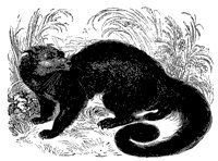 binturong_11174_md.gif