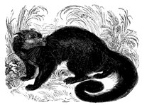 binturong_11174_lg.gif