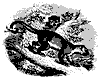 kinkajou_11175_th.gif