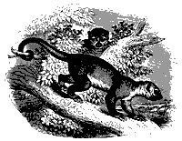 kinkajou_11175_sm.gif