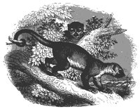 kinkajou_11175_md.gif