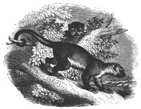 kinkajou_11175_lg.gif