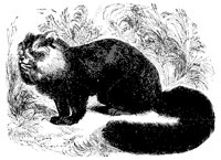 panda_11176_md.gif