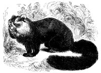panda_11176_lg.gif