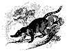 coati_mondi_11179_th.gif