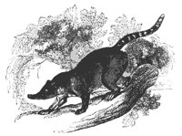 coati_mondi_11179_md.gif