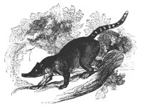 coati_mondi_11179_lg.gif
