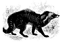 civet_11180_sm.gif