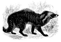 civet_11180_md.gif