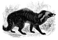 civet_11180_lg.gif