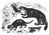 cynogale_11182_th.gif
