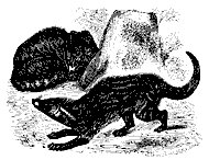 genet_11183_sm.gif