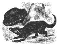 genet_11183_md.gif