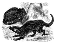 genet_11183_lg.gif