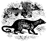 paradoxurus_11184_th.gif