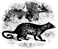 paradoxurus_11184_sm.gif