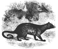 paradoxurus_11184_md.gif