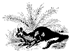 ferox_11187_th.gif
