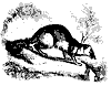 cynictis_11190_th.gif
