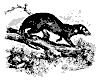 ichneumons_11192_th.gif