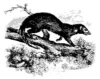 ichneumons_11192_sm.gif