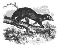 ichneumons_11192_md.gif