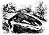 galidia_11193_th.gif