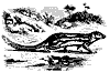 galidictis_11194_th.gif
